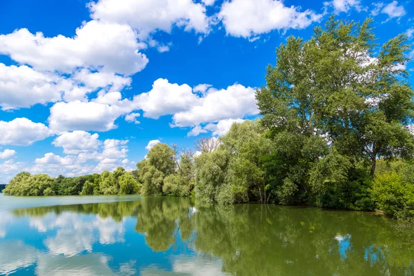 Étang calme et plantes aquatiques — Photo