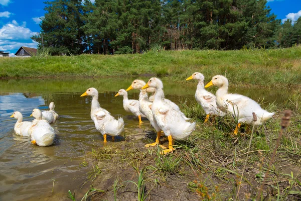 Bir gölet yakınındaki beyaz ördek yavrusu