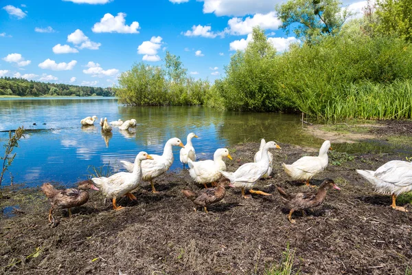 Weiße Enten neben dem Teich — Stockfoto