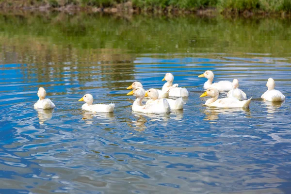 Weiße Entchen schwimmen auf einem Teich — Stockfoto