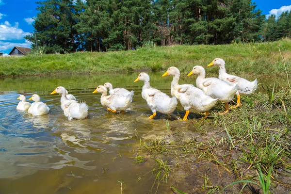 Bir su birikintisi Yüzme beyaz ördek yavrusu