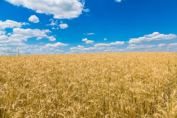 Beautiful  wheat field — Stock Photo, Image