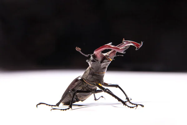 Escarabajo ciervo macho grande — Foto de Stock