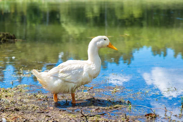 Canards blancs près de l'étang — Photo