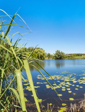 Sakin gölet ve su bitkileri