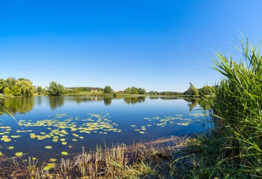 Sakin gölet ve su bitkileri