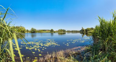 Sakin gölet ve su bitkileri