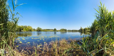 Sakin gölet ve su bitkileri