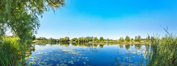 Estanque tranquilo y plantas de agua — Foto de Stock