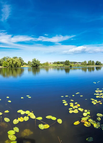 Спокійний ставок і водні рослини — стокове фото