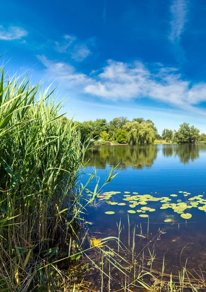 Estanque tranquilo y plantas de agua — Foto de Stock