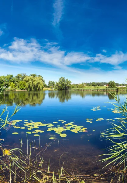 Calm pond and water plants — Stock Photo, Image