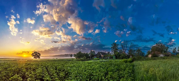 Schöner Sonnenaufgang und Baum — Stockfoto