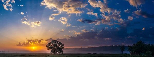 Schöner Sonnenaufgang und Baum — Stockfoto