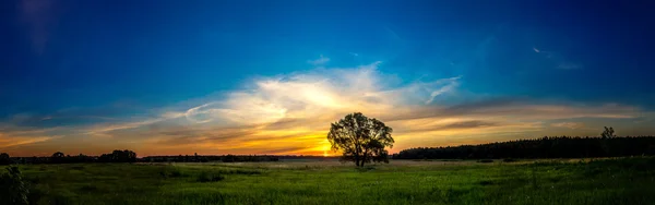 Piękny wschód słońca i drzewo — Zdjęcie stockowe
