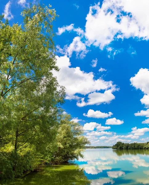 Calm pond and water plants — Stock Photo, Image