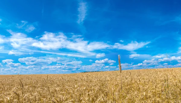 Hermoso campo de trigo —  Fotos de Stock