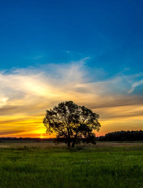 Bella alba e albero — Foto Stock