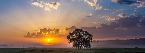 Schöner Sonnenaufgang und Baum — Stockfoto