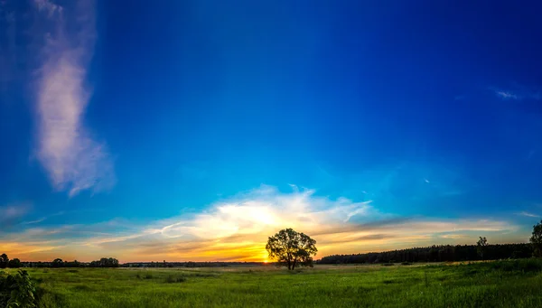 Bella alba e albero — Foto Stock