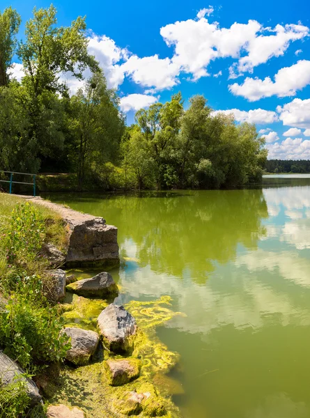 Calma stagno e piante acquatiche — Foto Stock