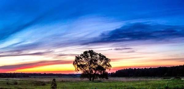 Belo nascer do sol e árvore — Fotografia de Stock