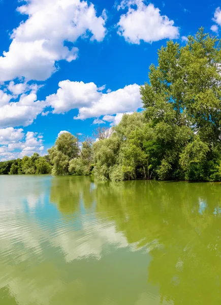 Sakin gölet ve su bitkileri — Stok fotoğraf