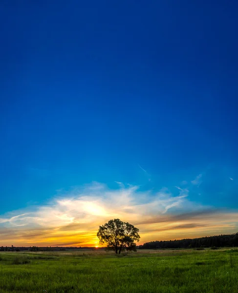Hermoso amanecer y árbol —  Fotos de Stock