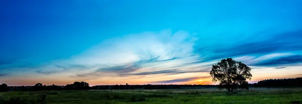 Belo nascer do sol e árvore — Fotografia de Stock