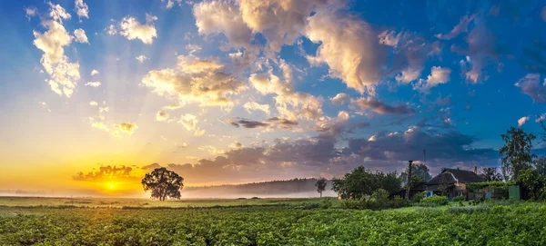 Schöner Sonnenaufgang und Baum — Stockfoto