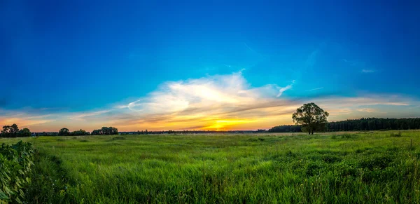 Hermoso amanecer y árbol —  Fotos de Stock