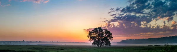 Schöner Sonnenaufgang und Baum — Stockfoto