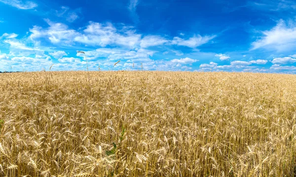 Beautiful  wheat field — Stock Photo, Image