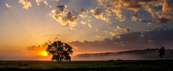 Hermoso amanecer y árbol — Foto de Stock