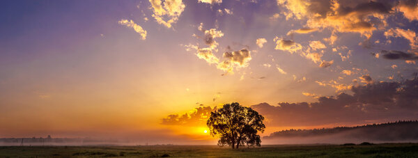 Beautiful sunrise over green field and single tree in a summer morning