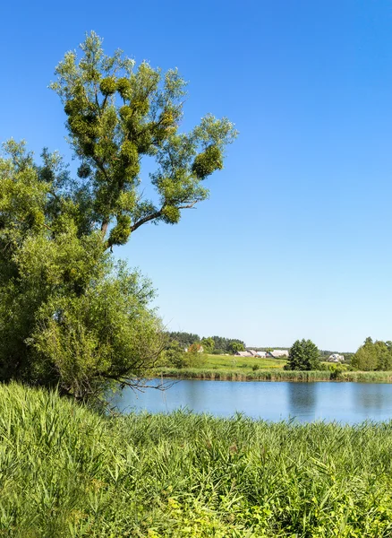 Calm pond and water plants — Stock Photo, Image