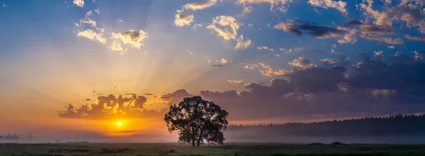 Schöner Sonnenaufgang und Baum — Stockfoto