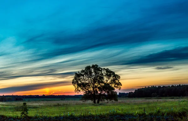 Schöner Sonnenaufgang und Baum — Stockfoto