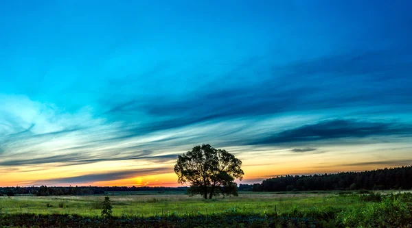 Belo nascer do sol e árvore — Fotografia de Stock