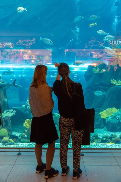 ドバイ ・ モールの水族館 — ストック写真
