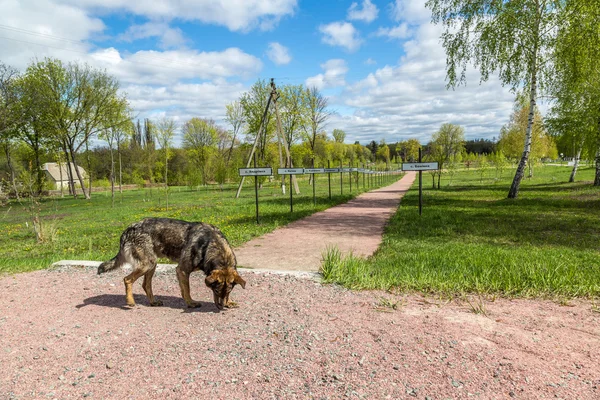 Gedenkstätte in Tschernobyl — Stockfoto