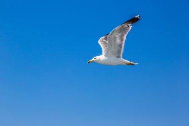 Gökyüzündeki büyük martı