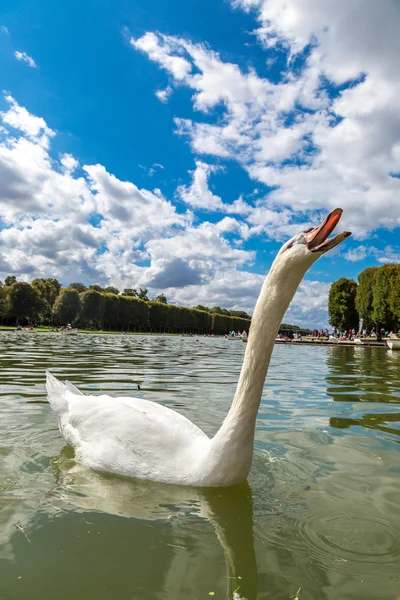 Mute angsa di danau — Stok Foto