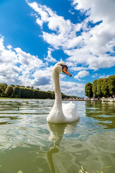 Cisne mudo en un lago — Foto de Stock