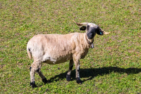 Walliser Schwarznasenschafe in den Alpen — Stockfoto