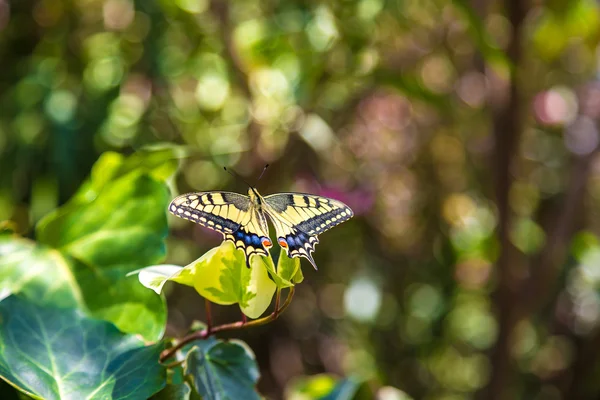 叶子上美丽的蝴蝶 — 图库照片