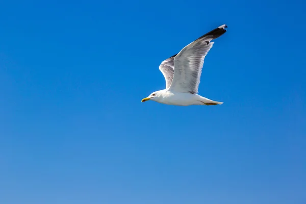 Grote zeemeeuw in lucht — Stockfoto