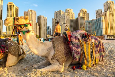 Dubai Yat Limanı önünde deve