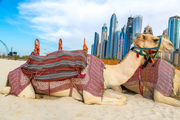 Velbloudi v Dubai Marina — Stock fotografie