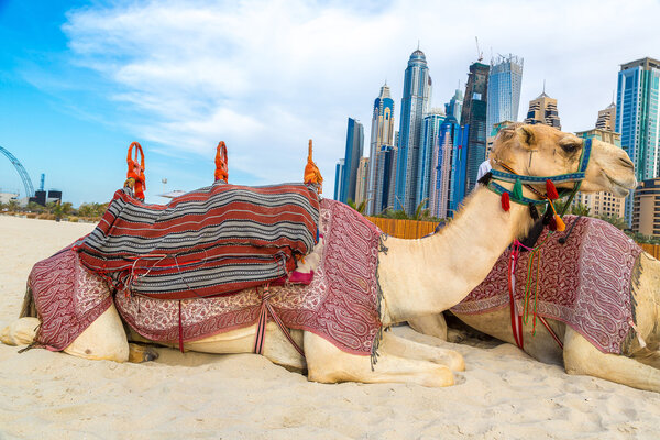 Camels in Dubai Marina